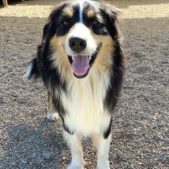 Send Rover On Over - Jackson! One of our A+ play buddies. - Pet Training Near Me - Lakeport, California Send Rover On Over - Jackson! One of our A+ play buddies. - Pet Training Near Me - Lakeport, California