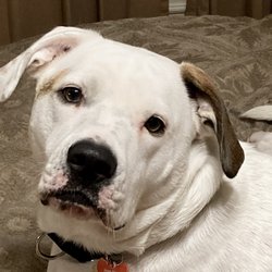 Jezzie Paws Dog Training