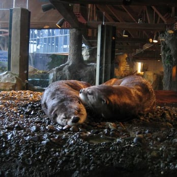 Seattle Aquarium - Otters! - Aquariums Near Me - Seattle, Washington Seattle Aquarium - Otters! - Aquariums Near Me - Seattle, Washington