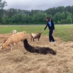 Goats & alpacas Goats & alpacas
