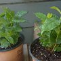 Photo of Bluebird Growers
