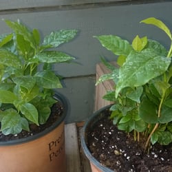 Bluebird Growers - Coffee plants