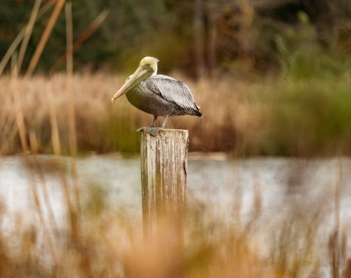 The Blue Crab Restaurant and Oyster Bar by null