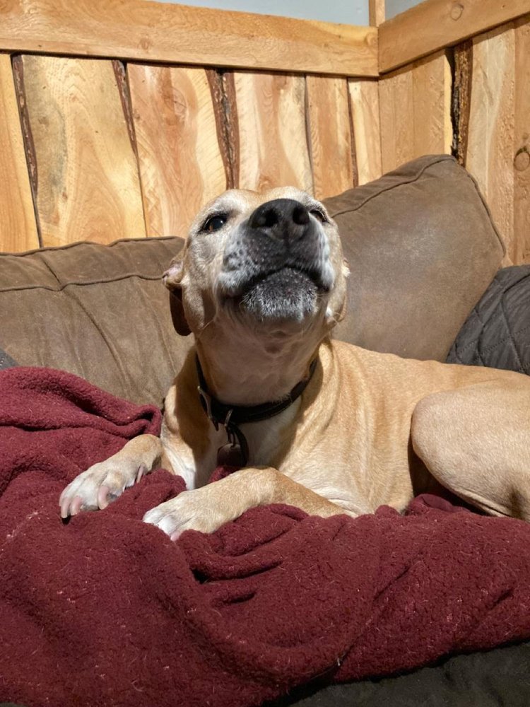 YELLOWSTONE PET BOARDING Updated September 2024 15 Photos & 17 Reviews 1 Caledonia Rd