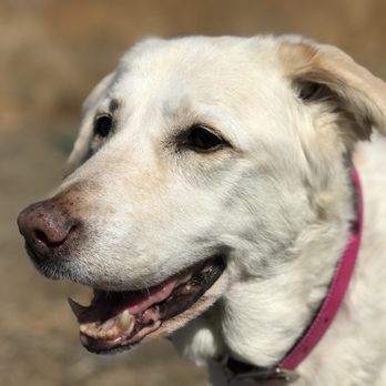 Apricot Veterinary Clinic - Her last day with us. She was in good spirits even though she hadn't eaten in days. - Veterinarians Near Me - Patterson, California Apricot Veterinary Clinic - Her last day with us. She was in good spirits even though she hadn't eaten in days. - Veterinarians Near Me - Patterson, California