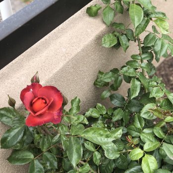 Armstrong Garden Centers - Best quality roses - Nurseries & Gardening Near Me - Glendale, California