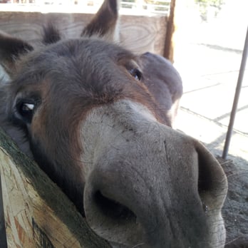 Butterfield Community - Donkey!!!! - Mobile Home Parks Near Me - Julian, California Butterfield Community - Donkey!!!! - Mobile Home Parks Near Me - Julian, California