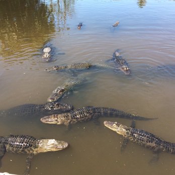 Gatorland - Zoos Near Me - Orlando, Florida Gatorland - Zoos Near Me - Orlando, Florida