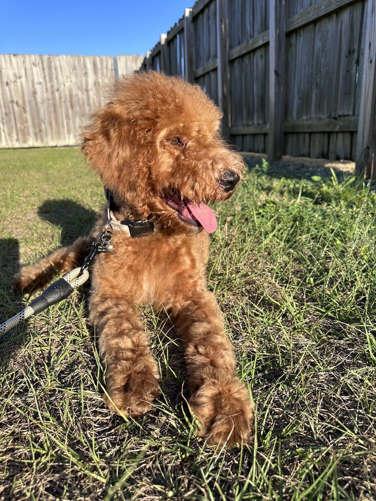 Prado Pet Spaw Image
