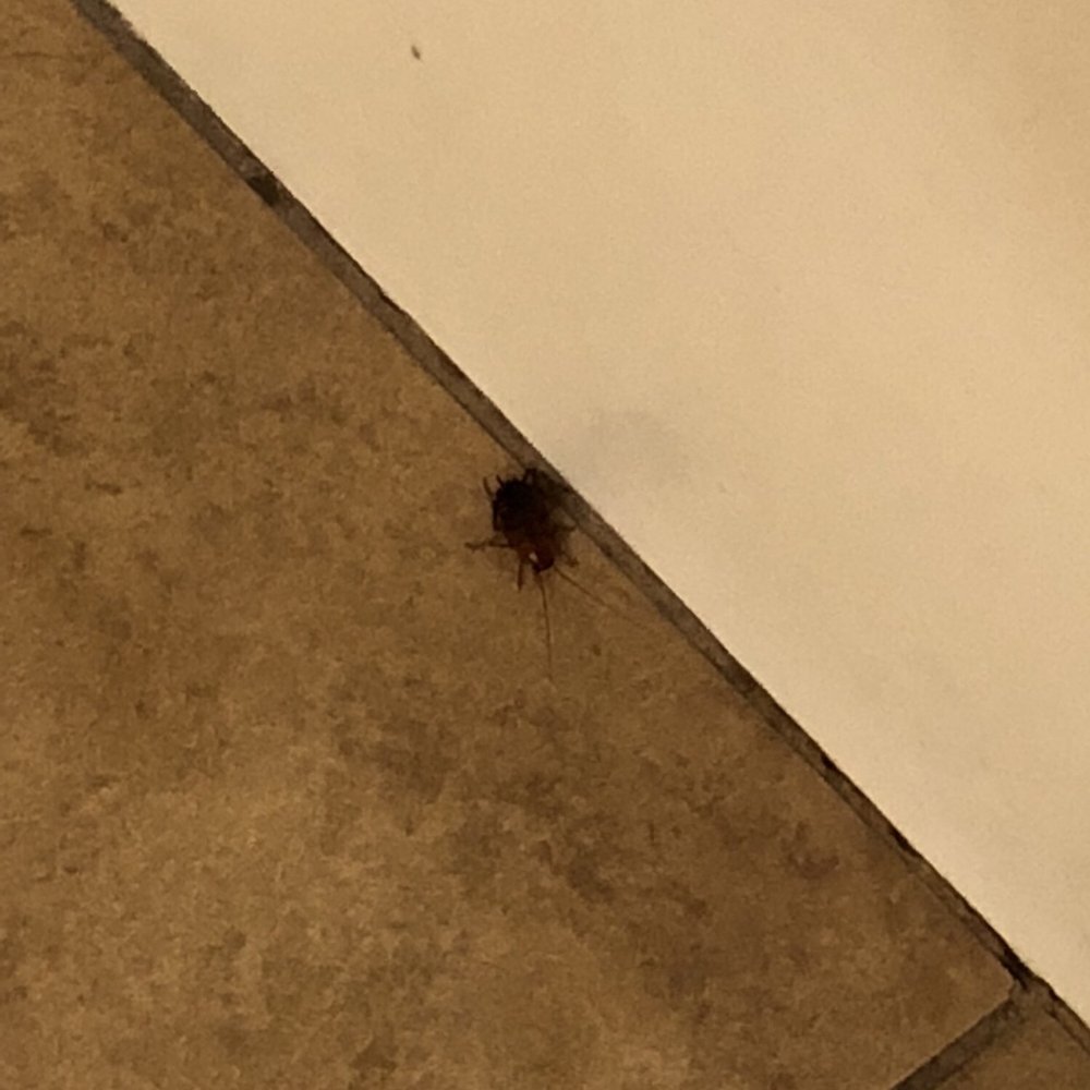 Red Lion Hotel Redding - Cockroach in bathroom next to tub - Hotels Near Me - Redding, California