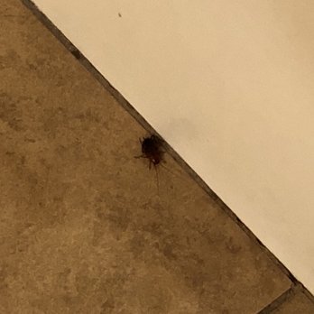 Red Lion Hotel Redding - Cockroach in bathroom next to tub - Hotels Near Me - Redding, California
