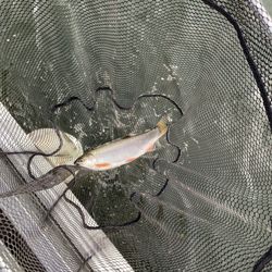 Day One Outdoors - A beauty!