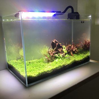 Phi Aquatics - My lovely new tank! - Aquarium Services Near Me - Toronto, Ontario