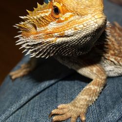 Cutie-Saurus Small Reptile Boarding - bearded dragon
