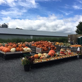 Brecknock Orchard - Pumpkin land - Fruits & Veggies Near Me - Mohnton, Pennsylvania