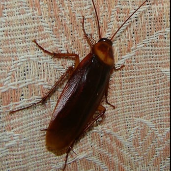 Cobra Pest Control - Rhode Island Cockroach Control Services - Pest Control Near Me