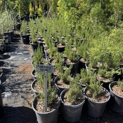 Martinez Nursery