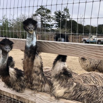 Ostrichland USA - Emu area - Attraction Farms Near Me - Solvang, California Ostrichland USA - Emu area - Attraction Farms Near Me - Solvang, California