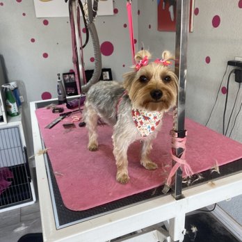 Couture Pet Grooming - Kori - Pet Groomers Near Me - Lake Elsinore, California Couture Pet Grooming - Kori - Pet Groomers Near Me - Lake Elsinore, California