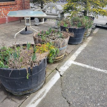 Jeremy's Farm to Table - Sad plants need some cleaning up - New American Near Me - Chehalis, Washington