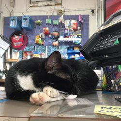 Jock's Exxon Station - Our local celebrity taking a break basking in the sun on this cold windy day in Leesburg.