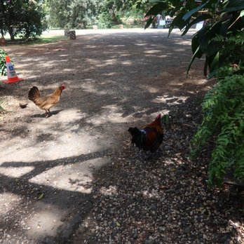 North Shore Macadamia Nut - chickens! - Coffee & Tea Near Me - Haleiwa, Hawaii North Shore Macadamia Nut - chickens! - Coffee & Tea Near Me - Haleiwa, Hawaii