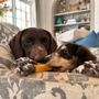Photo of Paw Pet Sitting