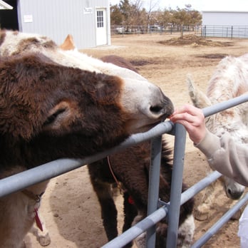 Longhopes Donkey Shelter - Animal Shelters Near Me - Bennett, Colorado Longhopes Donkey Shelter - Animal Shelters Near Me - Bennett, Colorado