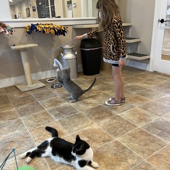 Coffee Cats - Pet Adoption Near Me - West Des Moines, Iowa