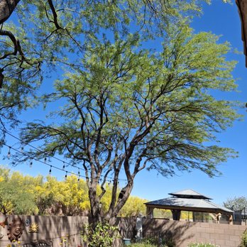 Highrise Tree Service - Well shaped - Tree Services Near Me Highrise Tree Service - Well shaped - Tree Services Near Me