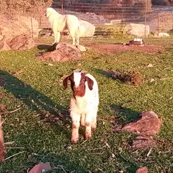 Mobile Paws Veterinary Services - Cute baby goat! - Veterinarians Near Me - Truckee, California Mobile Paws Veterinary Services - Cute baby goat! - Veterinarians Near Me - Truckee, California