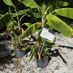 Florida Native Plants Nursery & Landscaping