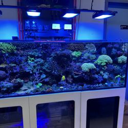 Aqua-World Pet Super Center - Beautiful salt tank