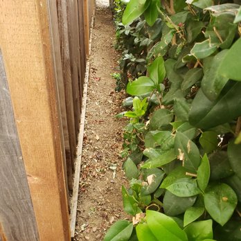 Alpine Landscapes - Fence I raked the deris from.  Notice the new posts!!!  Termites!!  Termites love debris against wood!!! Easy entry - Landscaping Near Me - Gilroy, California
