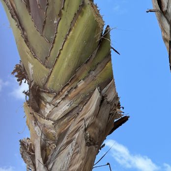 Isaac's Tree Service - Tree Services Near Me - colton, California Isaac's Tree Service - Tree Services Near Me - colton, California