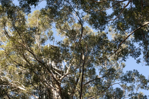 Gloucester Tree by null