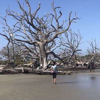 Driftwood Beach - Shows the size of some of the driftwood trees - Beaches Near Me - Jekyll Island, Georgia