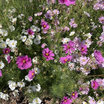 Poppies & Petals Farm - Pick Your Own Farms Near Me - Santa Rosa, California