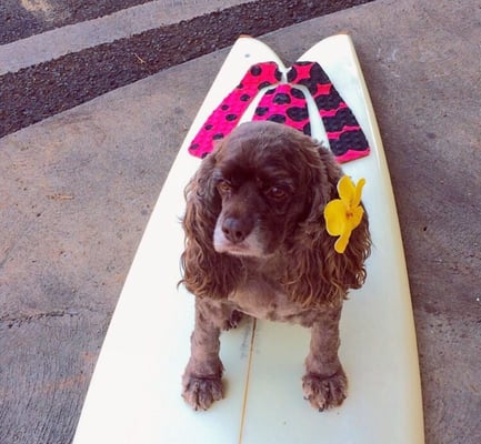 Rainbow Bridge Gift Shop by null