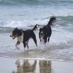 Met a friend! Best to bring your own tennis ball - or a few of them.