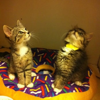 Santa Cruz SPCA - Animal Shelters Near Me - Santa Cruz, California Santa Cruz SPCA - Animal Shelters Near Me - Santa Cruz, California