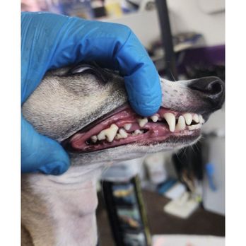 Splendid Pet Spa - Pet Groomers Near Me Splendid Pet Spa - Pet Groomers Near Me