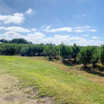 Amber Brooke Farms Williston - Pick Your Own Farms Near Me - Williston, Florida Amber Brooke Farms Williston - Pick Your Own Farms Near Me - Williston, Florida