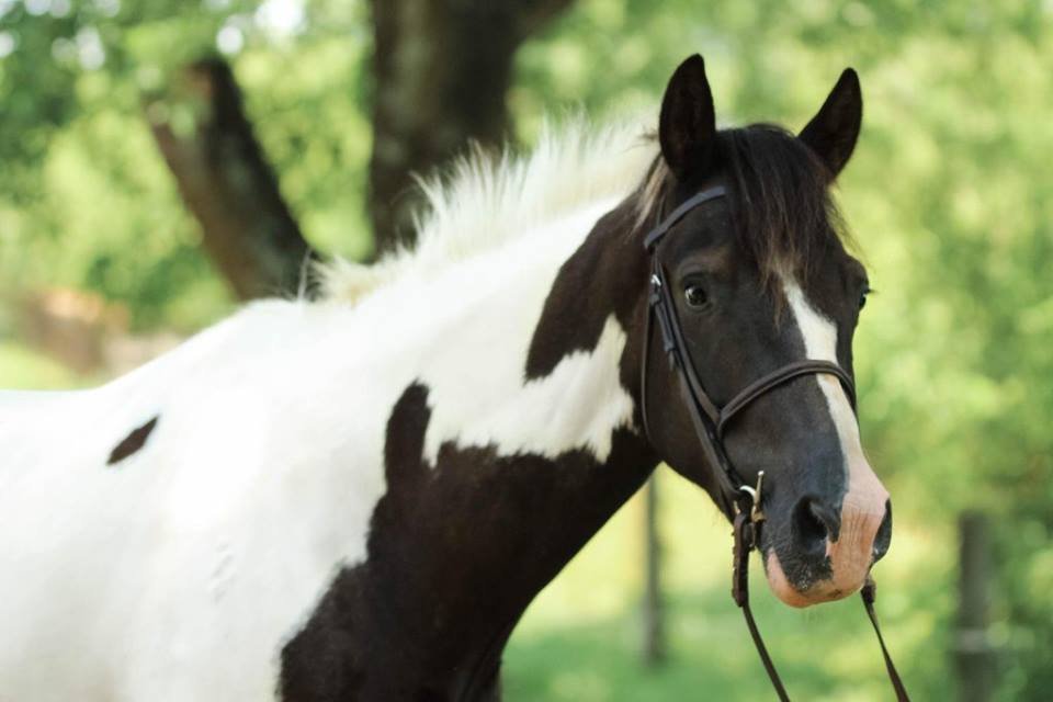 Misty Run - equestrian in Culpeper, VA