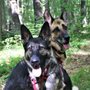 Photo of Mo's Dog Training