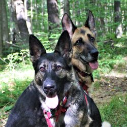 Mo's Dog Training