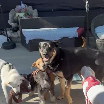 OC Paw House - Pet Sitting Near Me OC Paw House - Pet Sitting Near Me