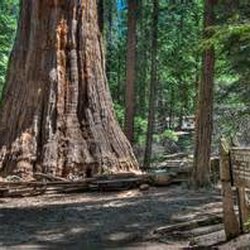 Nelder Grove - Bull Buck Tree