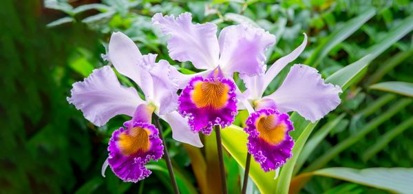 Phipps Conservatory and Botanical Gardens by null