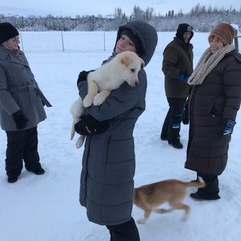 AK Sled Dog Tours - Sledding Near Me - Talkeetna, Alaska AK Sled Dog Tours - Sledding Near Me - Talkeetna, Alaska